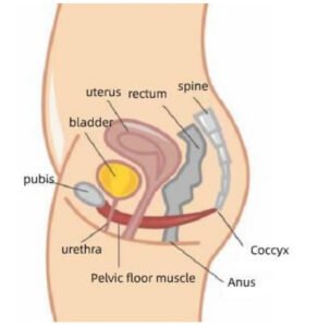 BA-ES31 for women