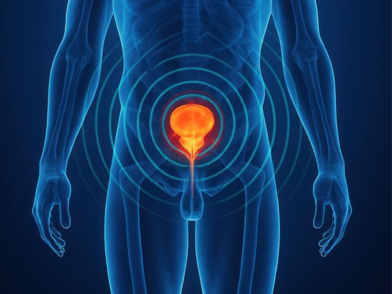 Male urinary system